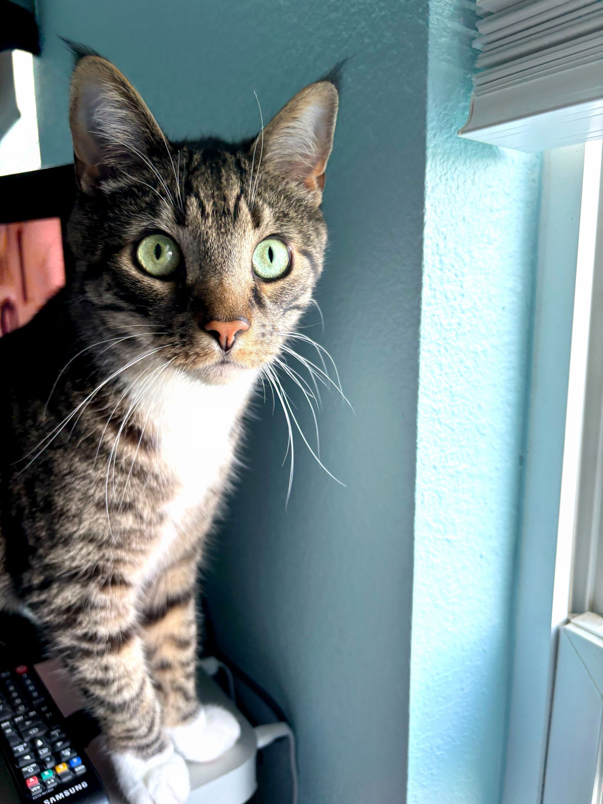 Tabby cat with white chest sitting by a window in a sunlit room
