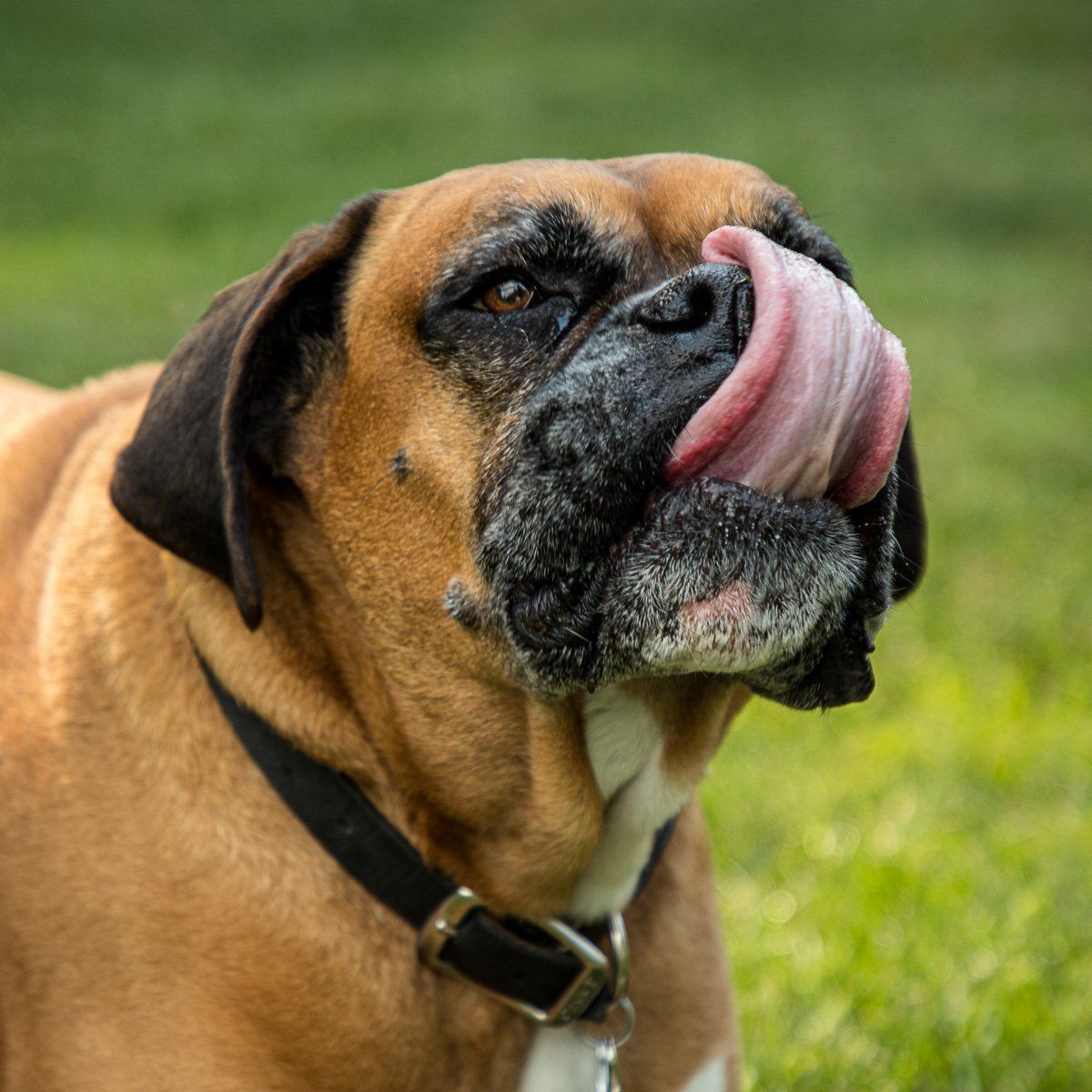 Close-up of a tan boxer dog licking its nose outdoors on grass in a Carmel Indiana backyard.