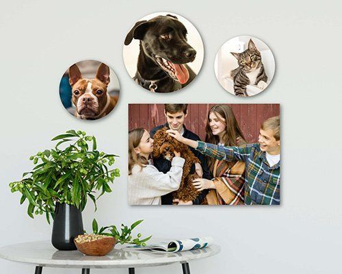 Pet portraits on a wall above a small plant-filled table, with a family smiling in a framed photo in a Zionsville, IN home.