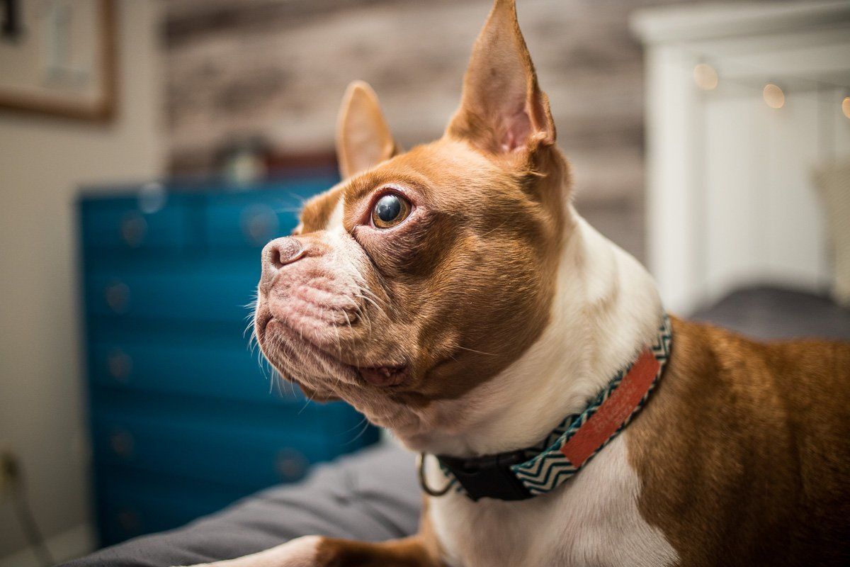Brown-and-white dog looking left indoors, wearing a patterned collar in Indianapolis.