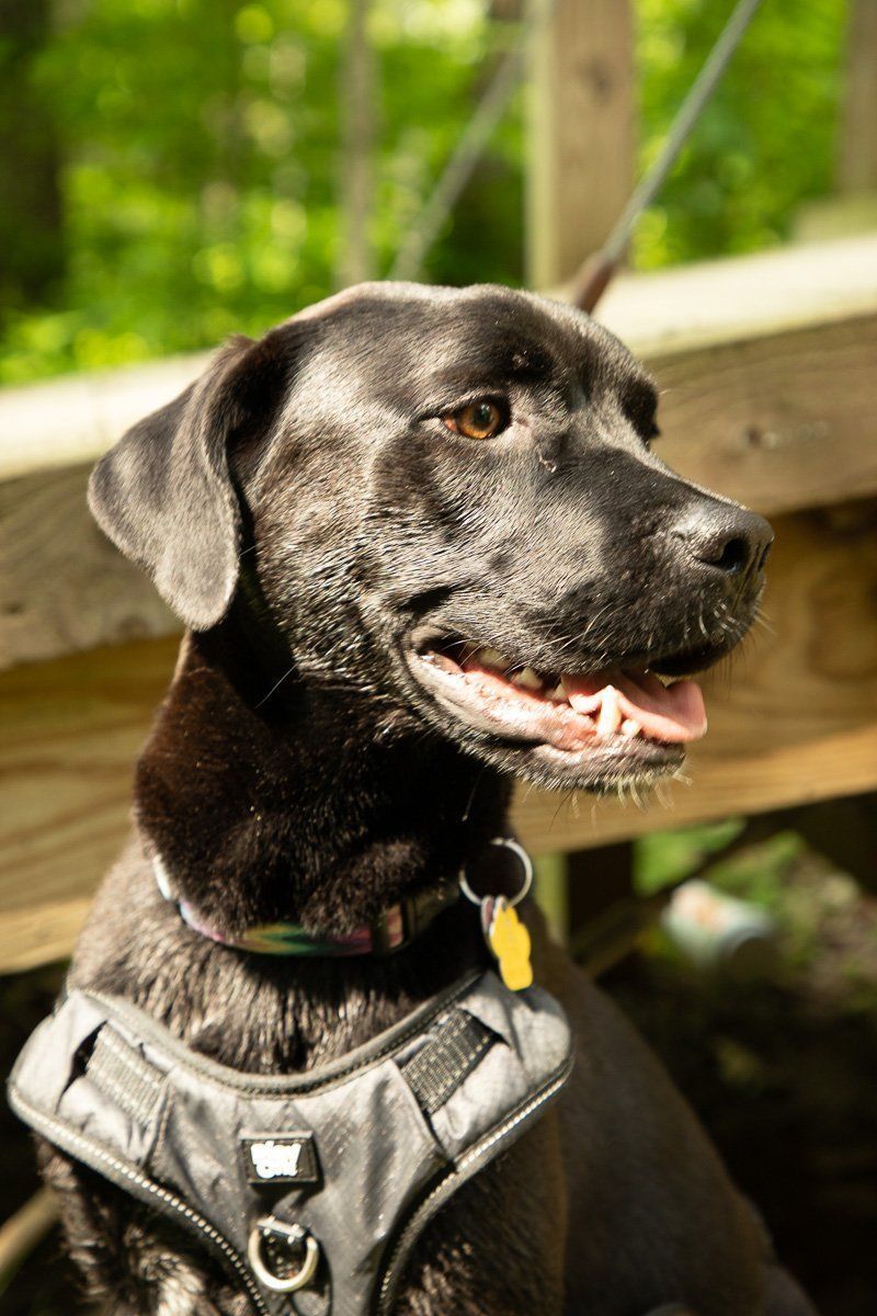 Black dog in a harness sitting outdoors in sunlight, looking to the side with mouth slightly open in Fishers, IN.