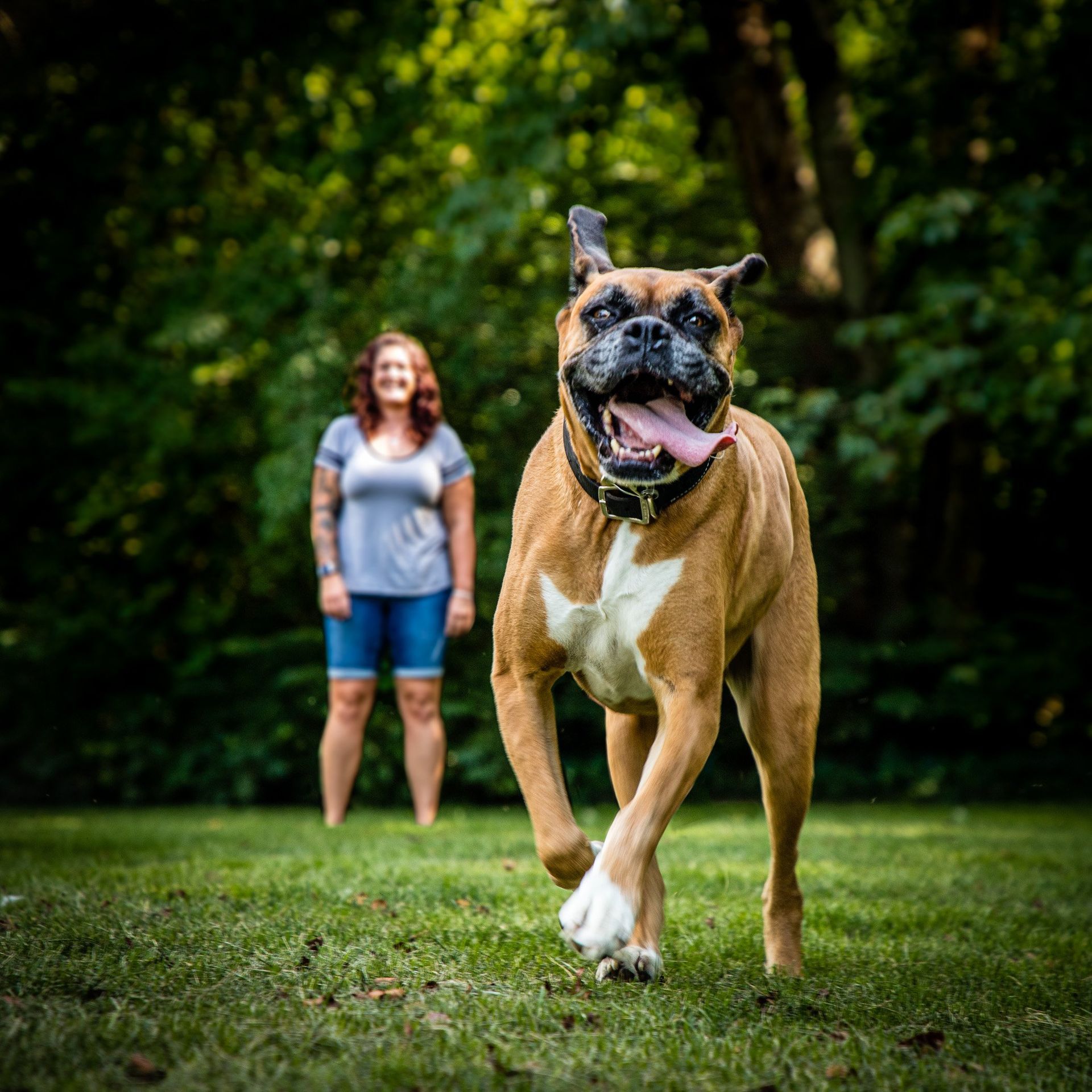 Brown boxer dog running on grass toward the camera, with a woman standing blurred in the background in a park in Carmel, Indiana.