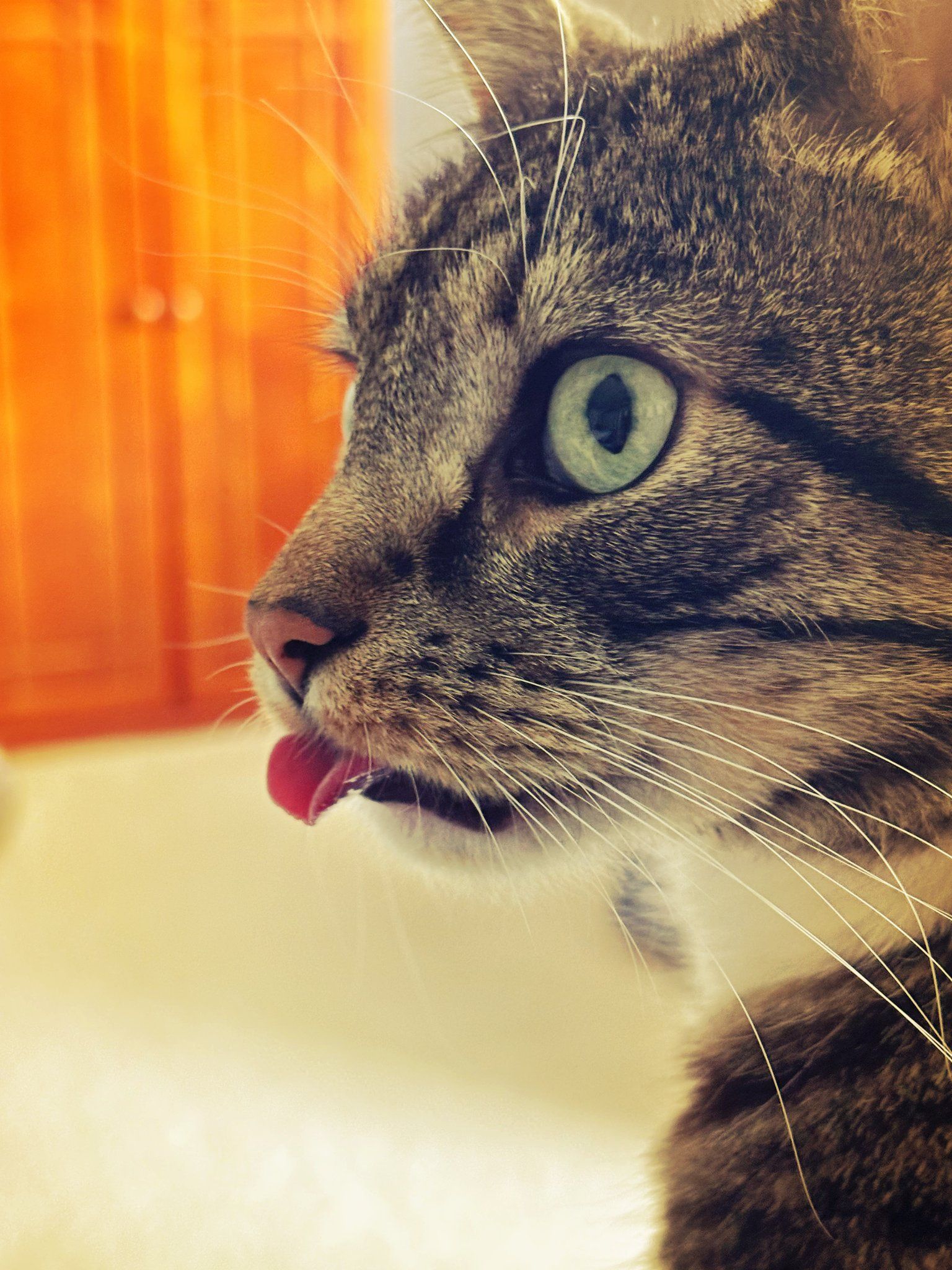 Close-up of a tabby cat with tongue out, looking left against a warm orange background