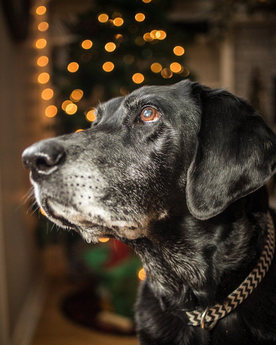 Black dog in profile with a gray muzzle, looking up against warm blurred holiday lights in Greenfield, IN.