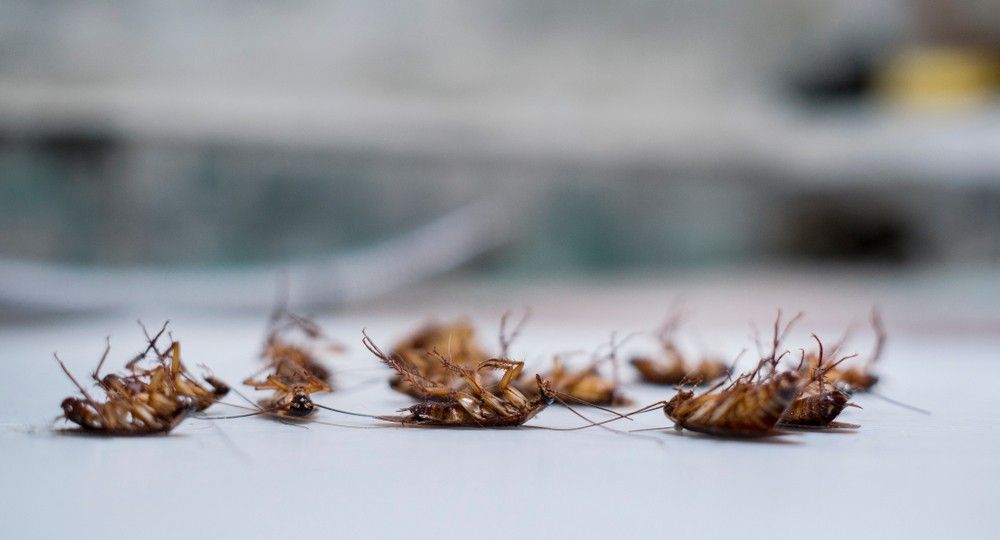 Many Dead Cockroaches — Tropical Pest Control In Marian, QLD