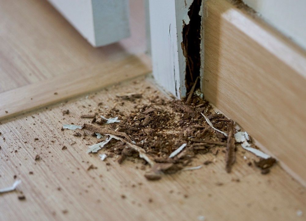 A Wooden Floor With A Hole In It And A Pile Of Wood Chips On It — Tropical Pest Control In Sarina, QLD