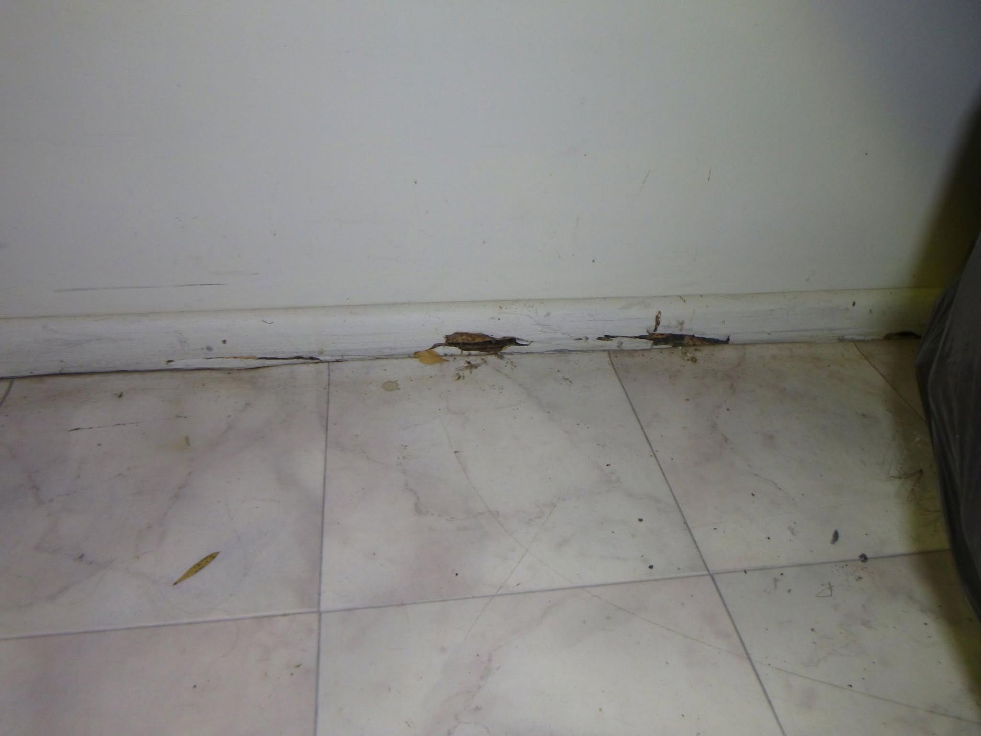 Visible Damage On The Wall During A Termite Inspection In Mackay