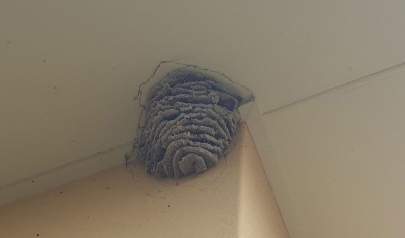 Wasp Nest Found In The Corner