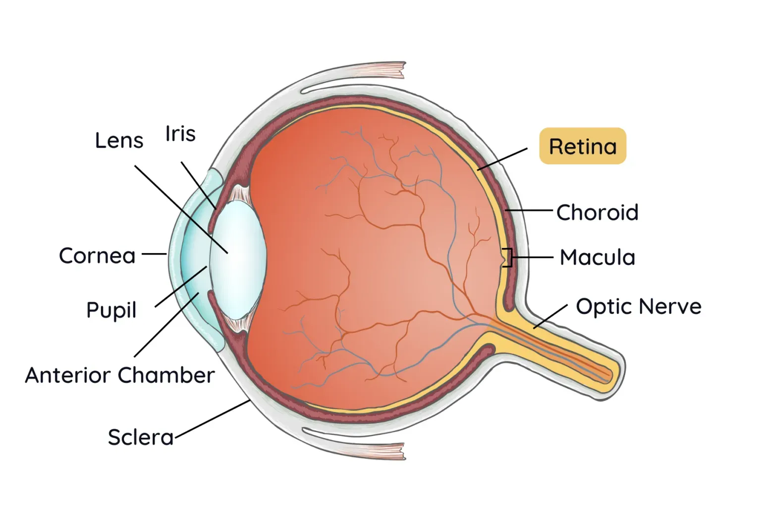 Diagram of the human eye, labeled with parts such as cornea, lens, retina, iris, and optic nerve.