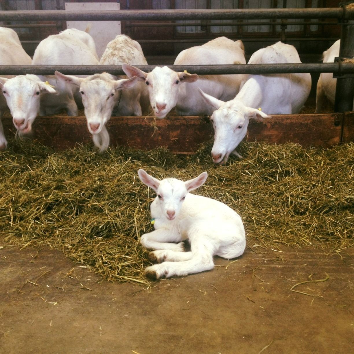 Goats at Salt Spring Cheese