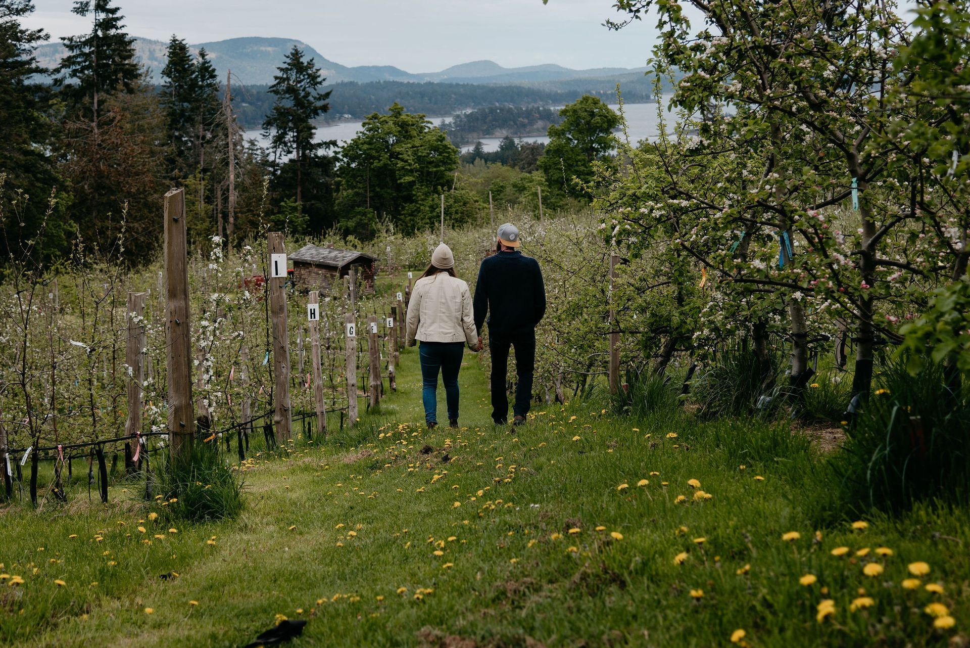 Salt Spring Ciderworks Orchard