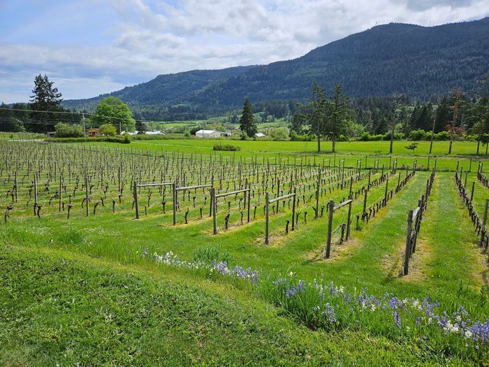 Garry Oaks Winery - Vineyard