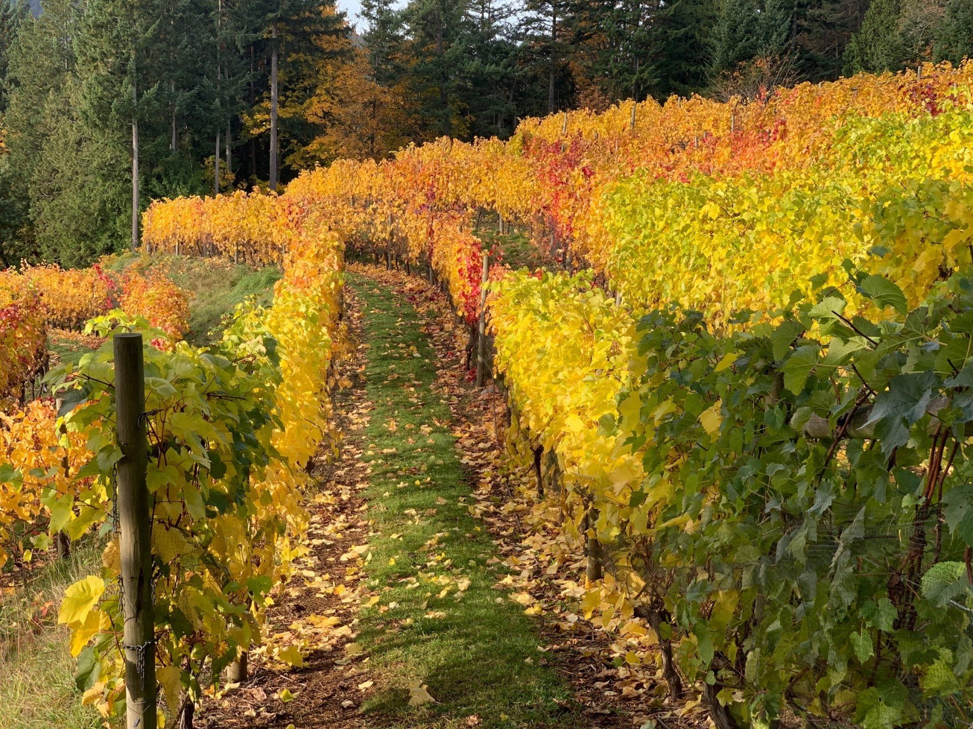 Salt Spring Vineyards