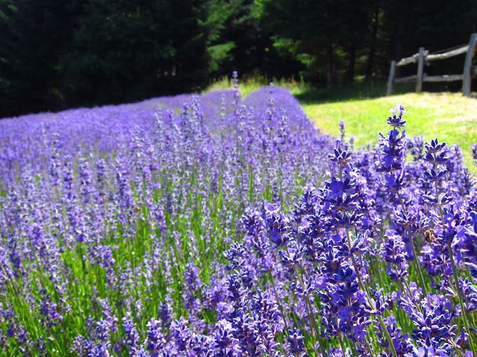 Salt Spring lavender