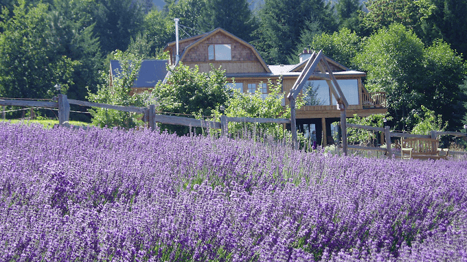 Sacred Mountain Lavender Gift Shop