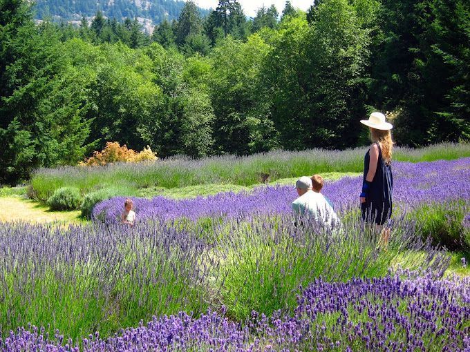 Sacred Mountain Lavender - family