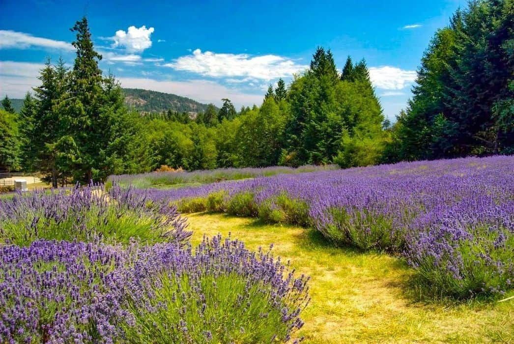 Sacred Mountain Lavender - lavender fields