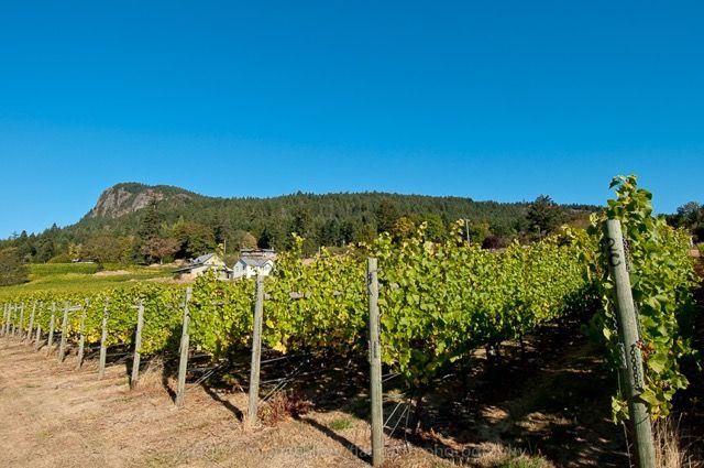 Salt Spring Hop On Tour - Garry Oaks WInery