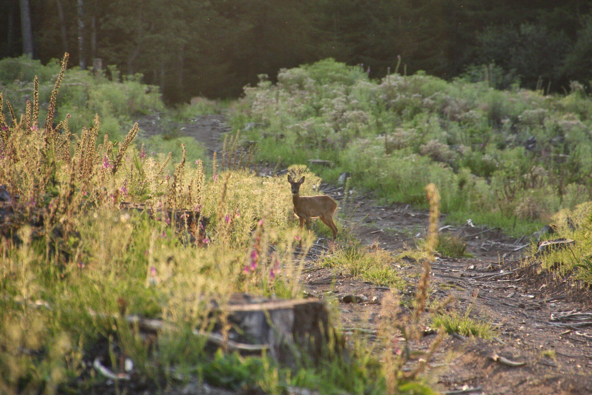 Wild spotten