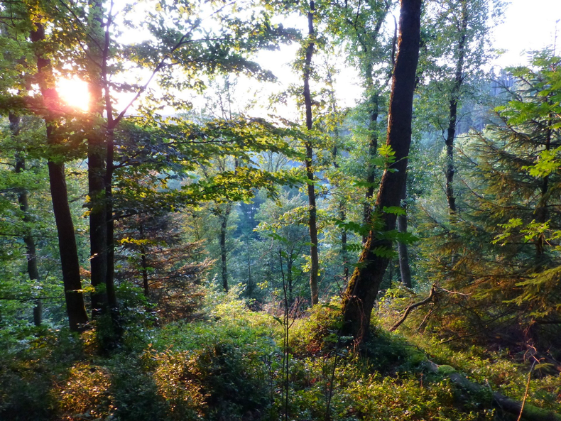 Bushcraft weekend