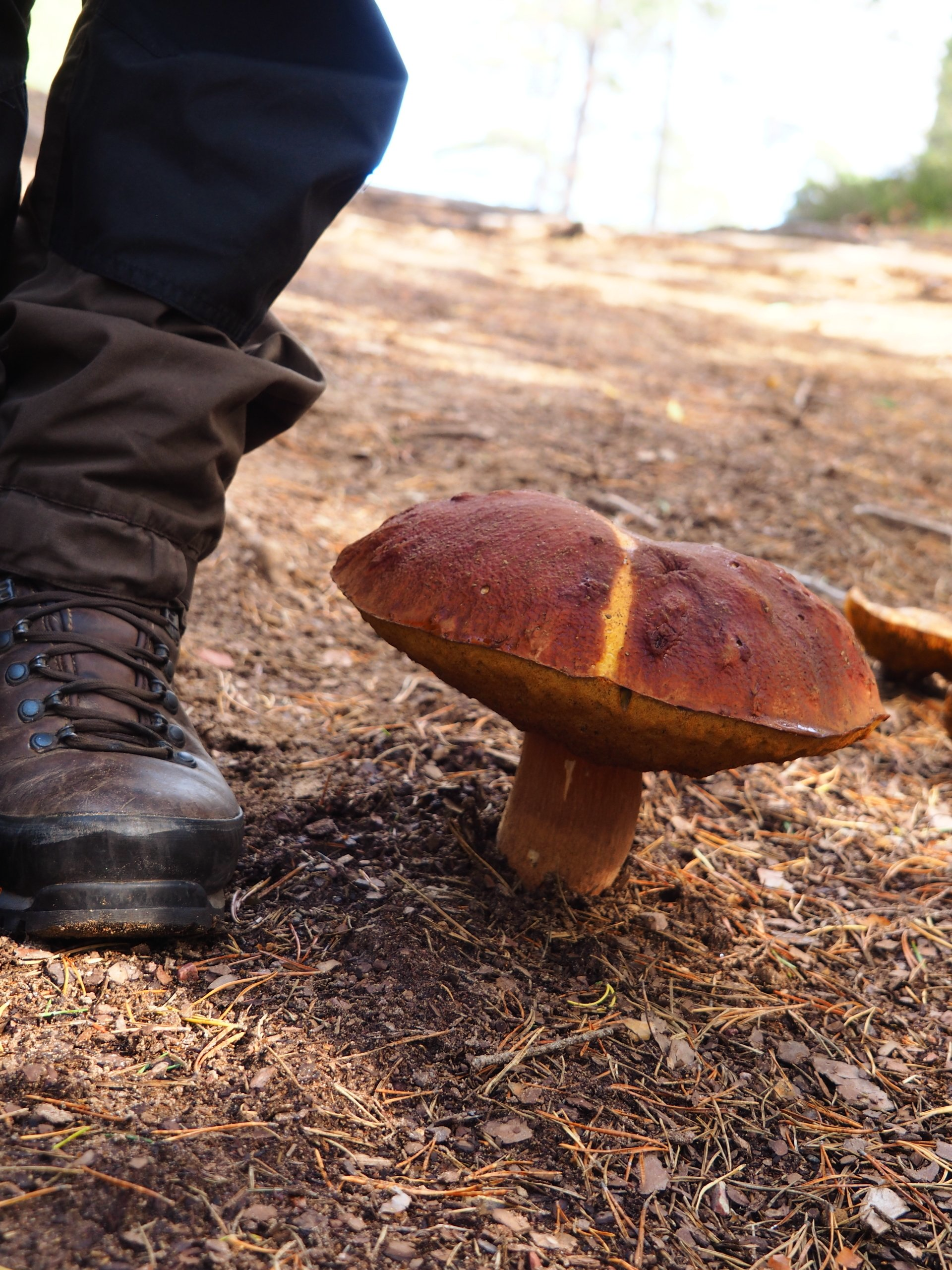 Paddestoelen