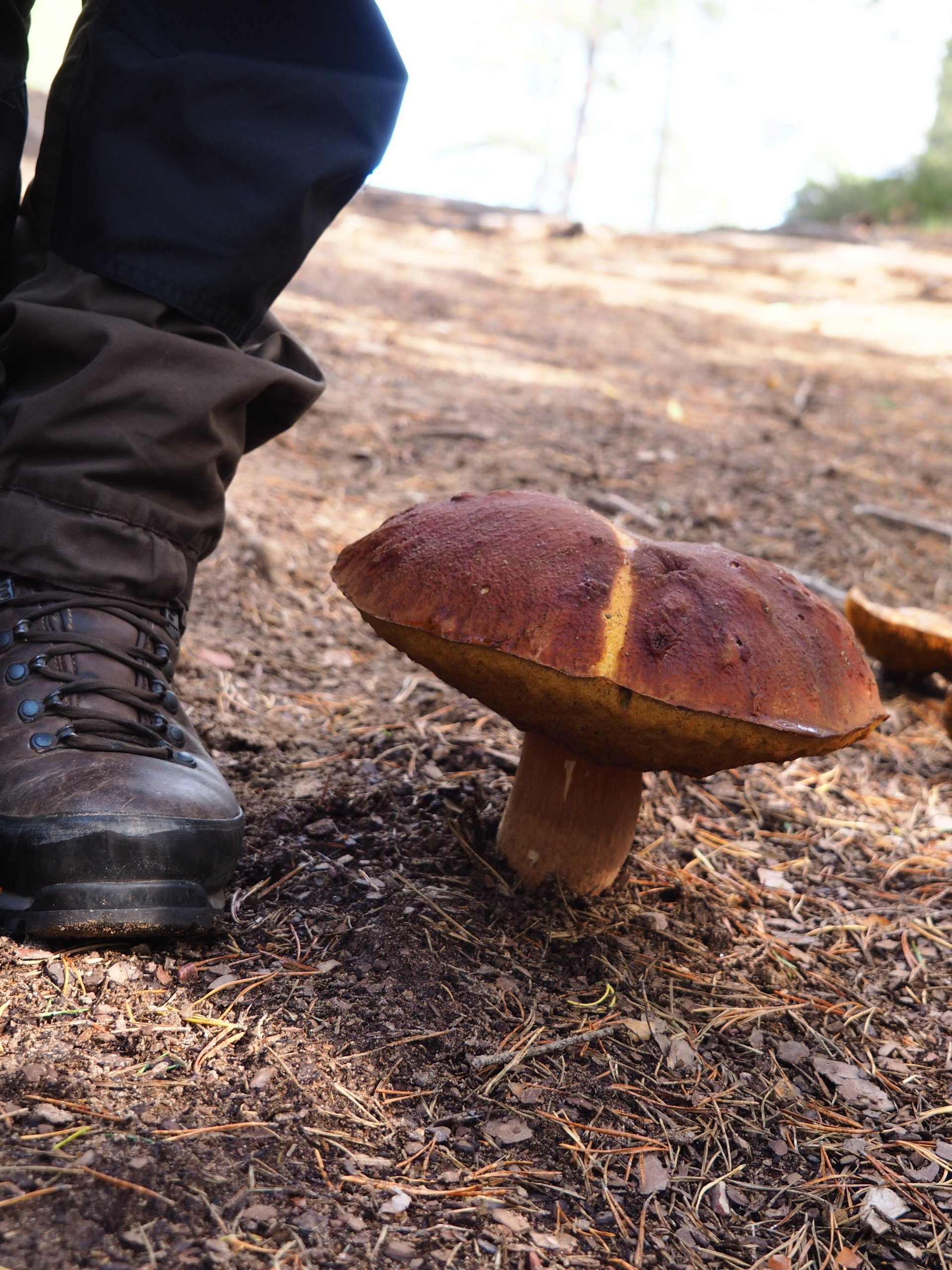 Bushcraft paddestoelen