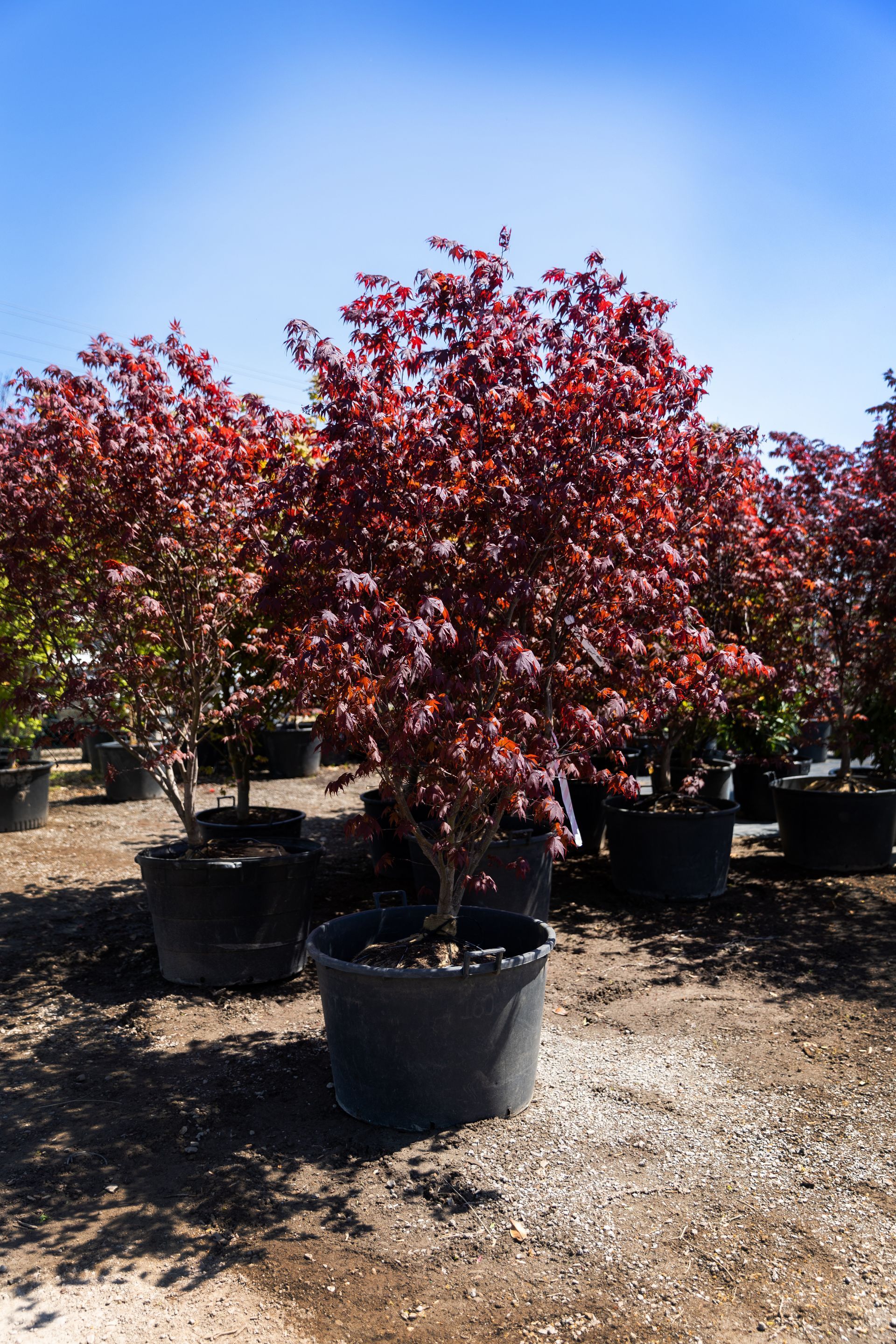 Japanese maple trees sold at Sharum's Garden Center in Fort Smith, Arkansas