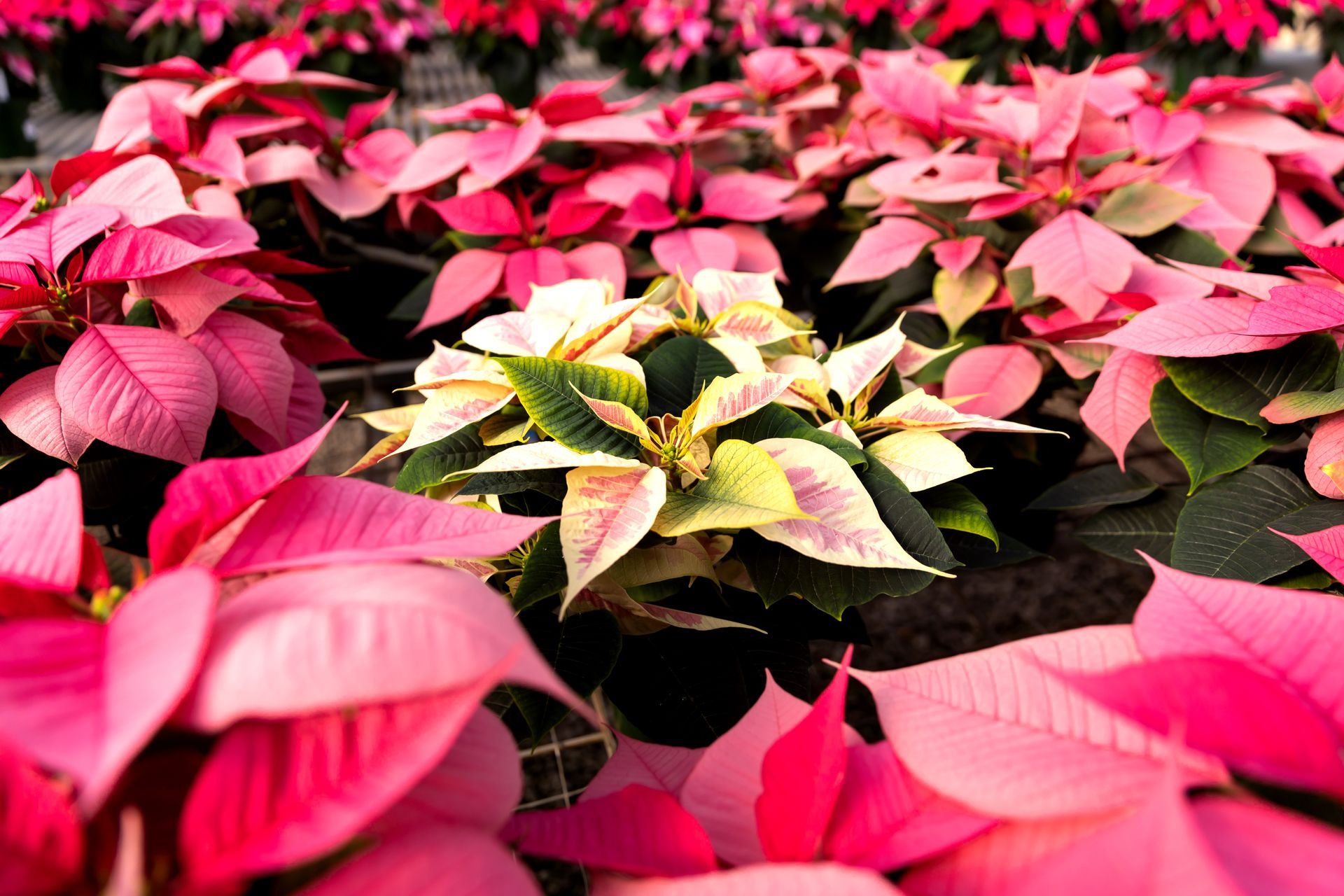 Poinsettias of varying colors.