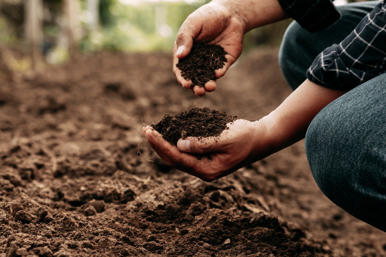 Two hands holding soil in a garden