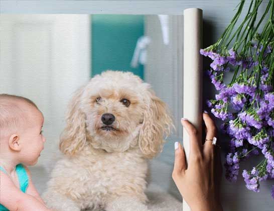 Baby near a curly-haired dog, with a hand holding purple flowers beside them