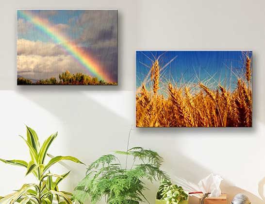 Two framed wall photos: a rainbow landscape and a golden wheat field above houseplants