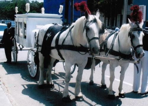 White horses in harness pulling a black carriage with a driver on a sunny street