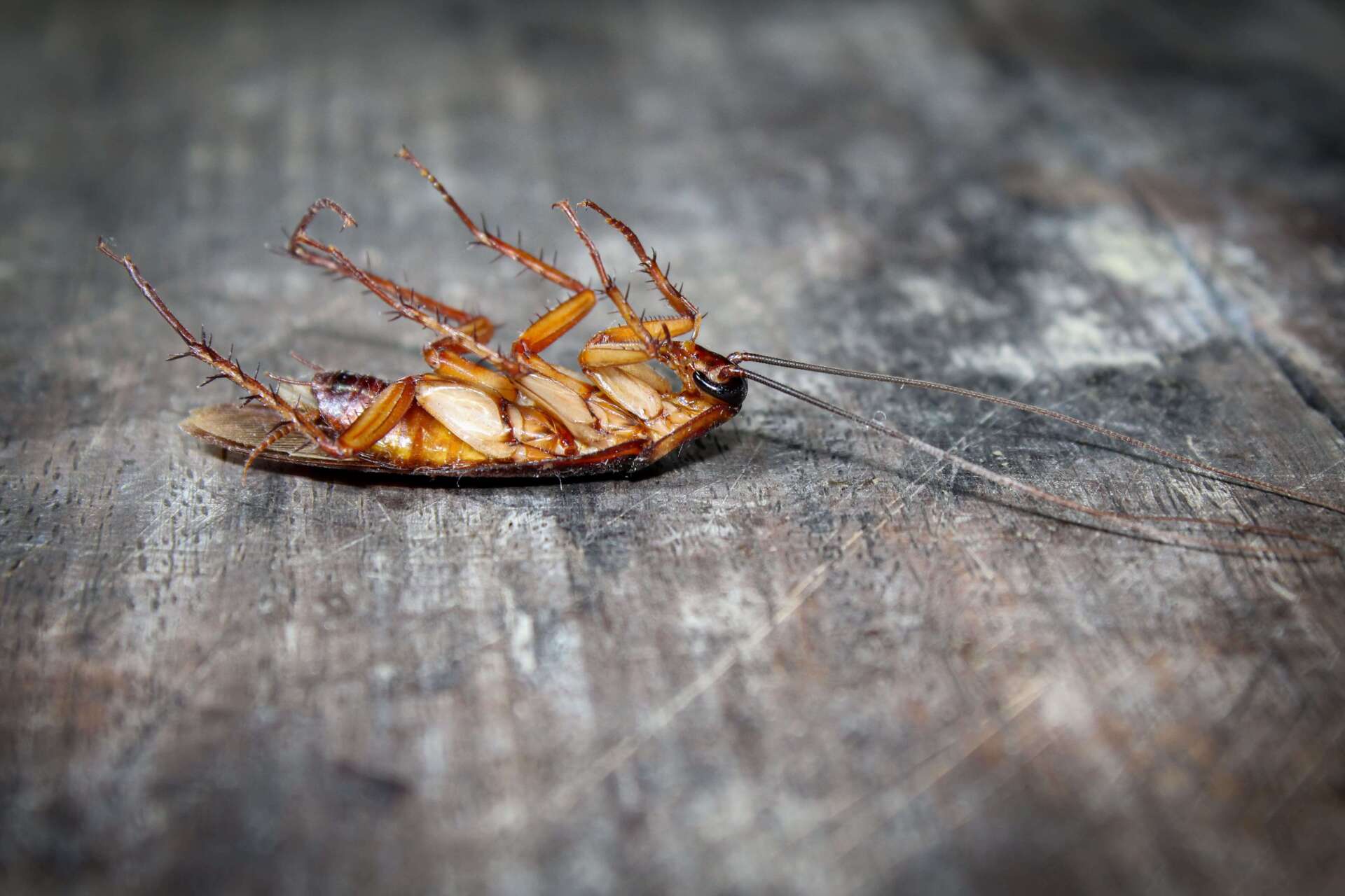 disinfestazione da blatte