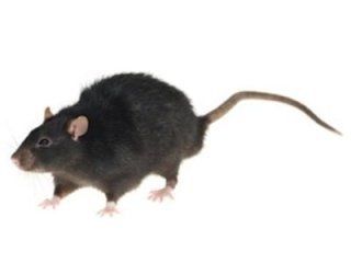 RATTO NERO