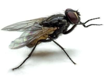 MOSCA
