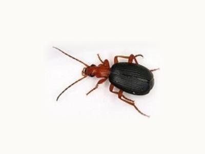 COLEOTTERI