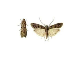 LEPIDOTTERI