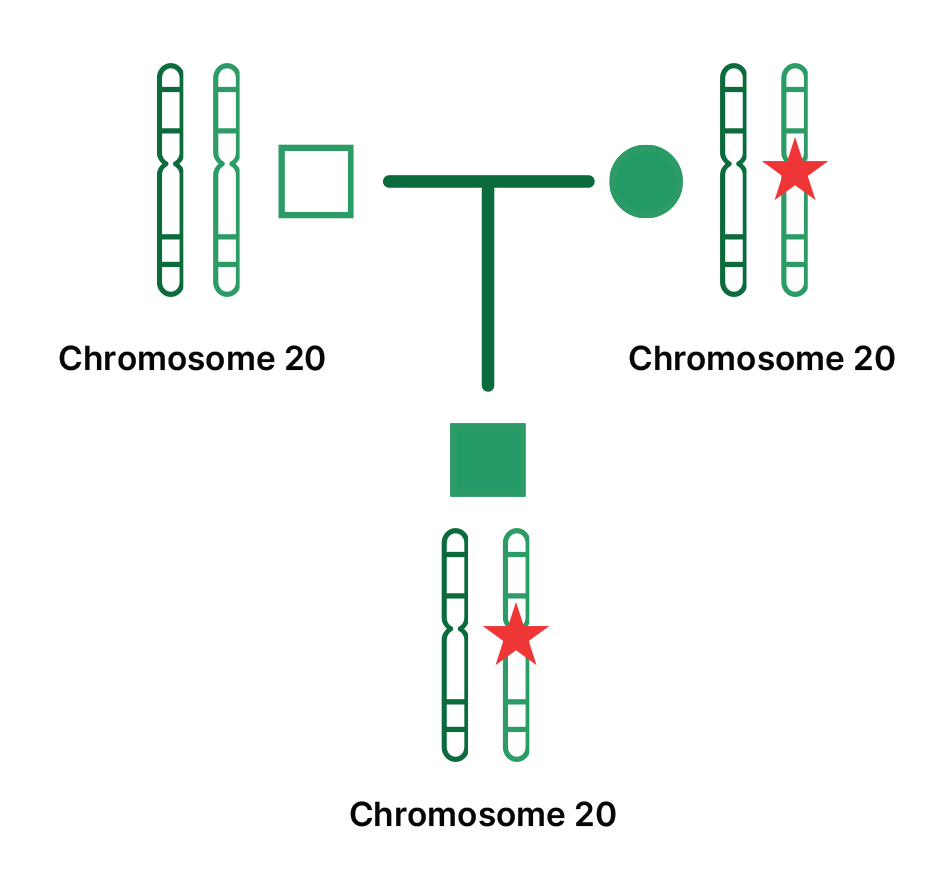 Pedigree showing a parent with a mutated chromosome 20 passing it to their child.