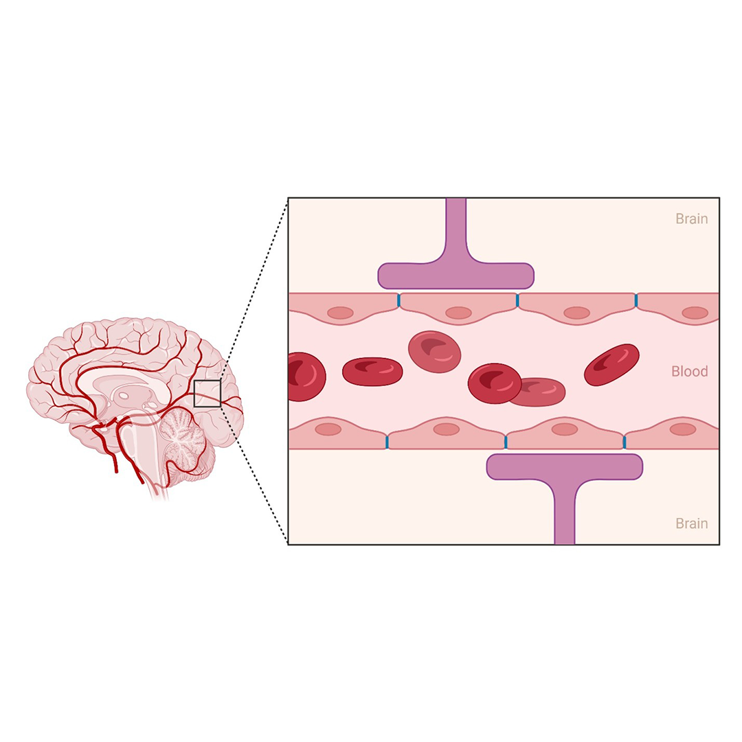 Brain diagram showing blood vessels with red blood cells passing through.