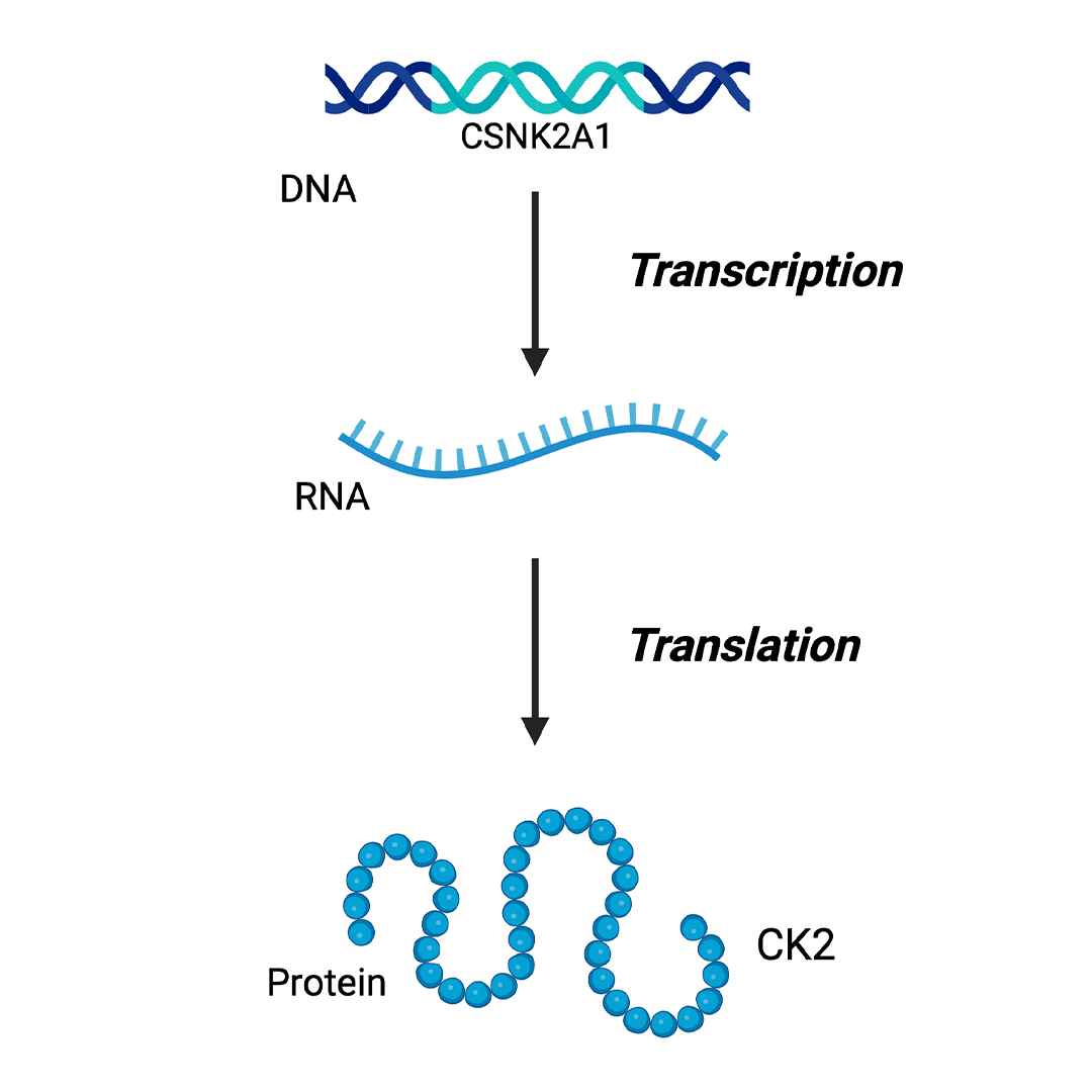 The Central Dogma: DNA, RNA, Protein