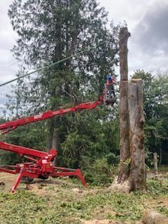 Man Cutting Tree — Shelton, WA — Beko's Trees LLC & Wood Carving