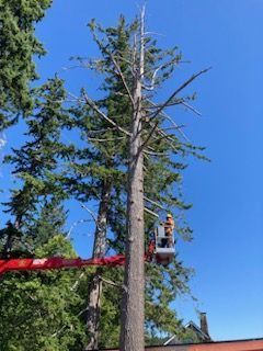 View Of Man With Equipment — Shelton, WA — Beko's Trees LLC & Wood Carving