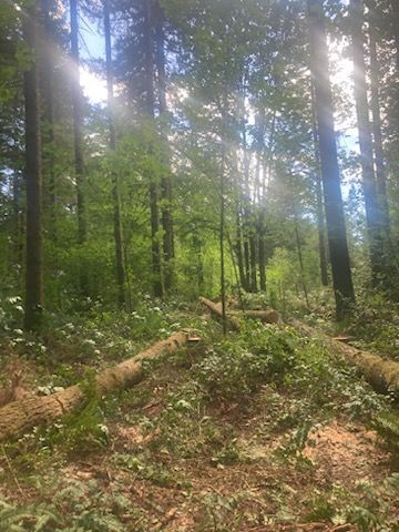 Land Clearing — Shelton, WA — Beko's Trees LLC & Wood Carving