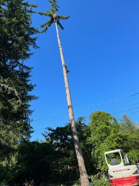Tall Tree — Shelton, WA — Beko's Trees LLC & Wood Carving