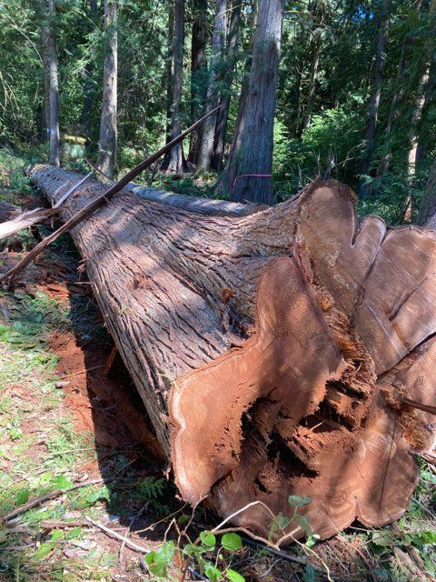 Removed Tree — Shelton, WA — Beko's Trees LLC & Wood Carving