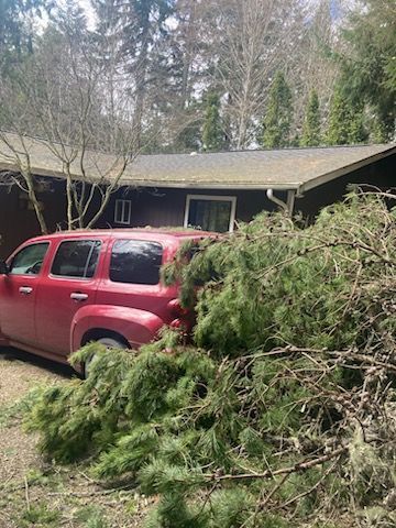 Residential Logging — Shelton, WA — Beko's Trees LLC & Wood Carving