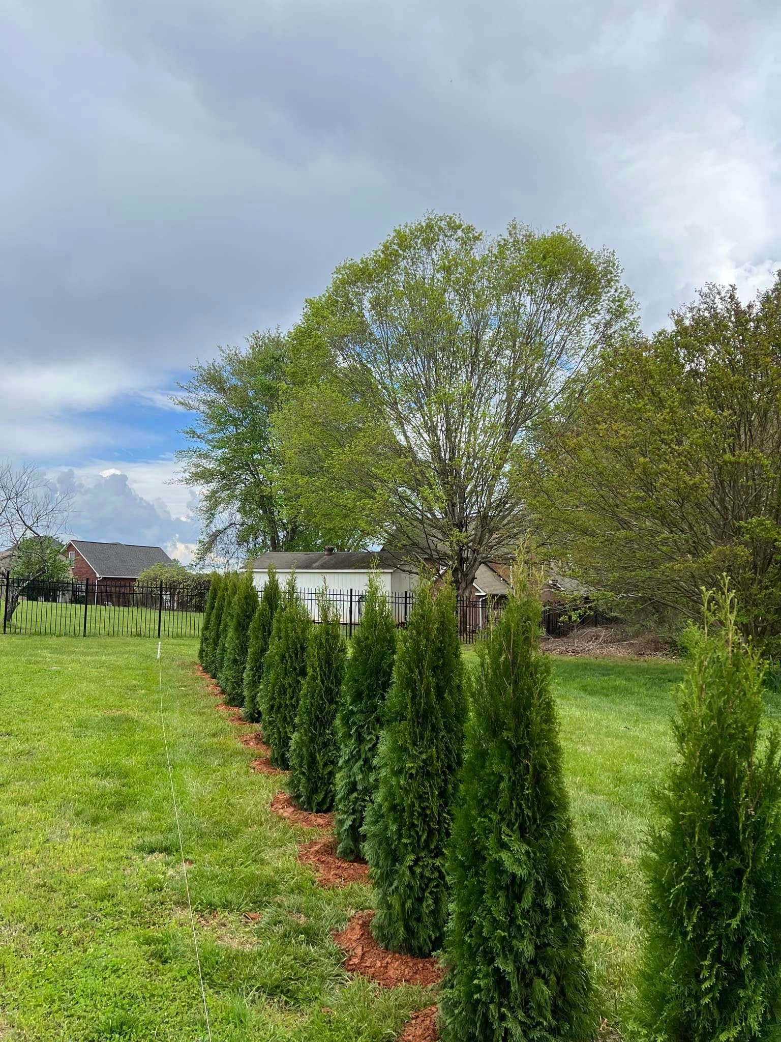 Row of green arborvitae trees in a grassy yard, with a white house and cloudy sky in the background.