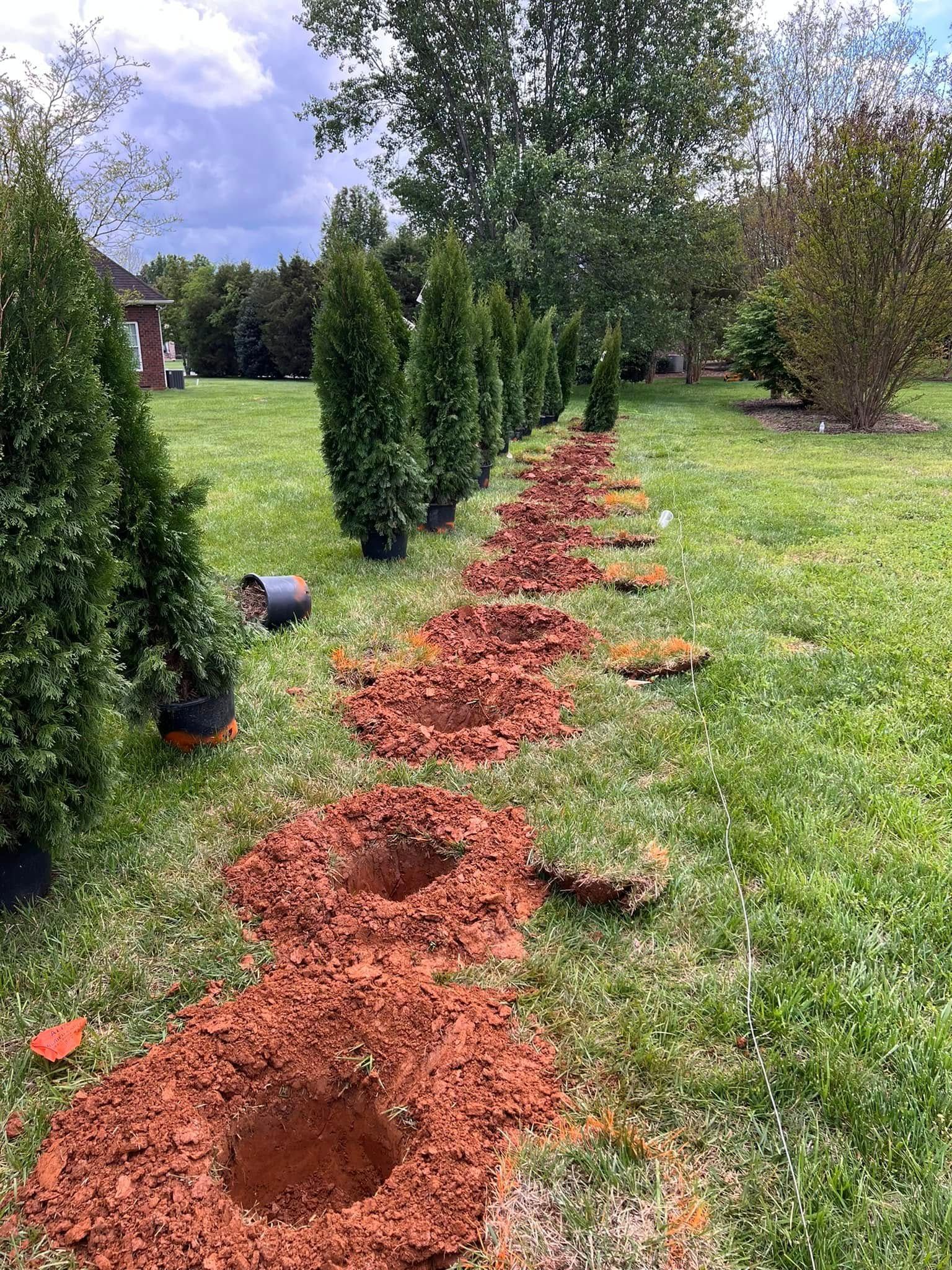 Row of planted evergreen trees with prepared planting holes in a grassy yard.