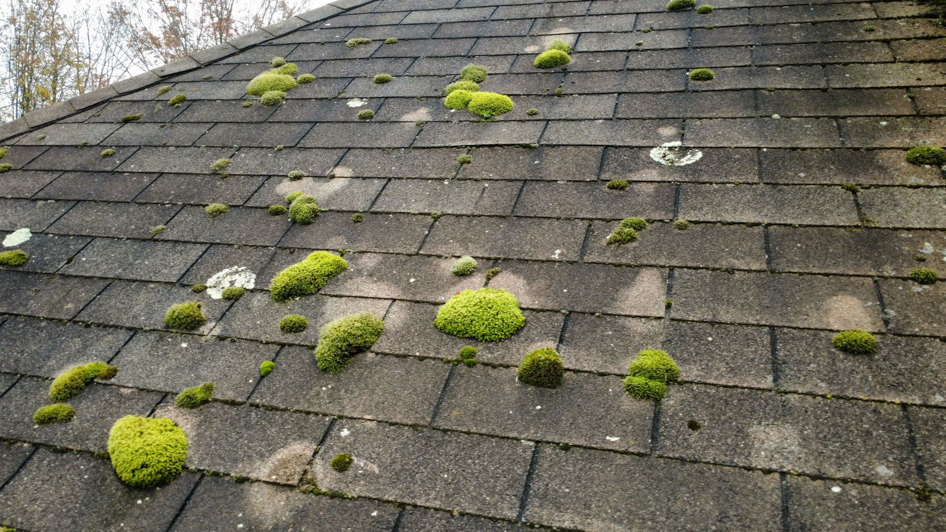 Moss-covered gray shingle roof with patches of green moss and lichen