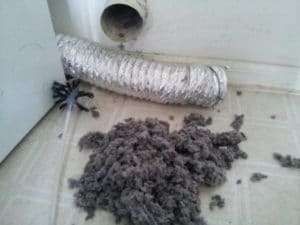 Spider near a dryer vent beside a pile of lint or debris